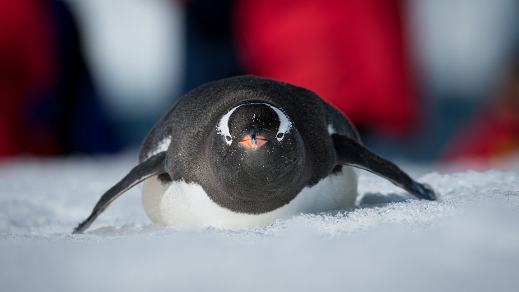 Antarctic Peninsula (28)