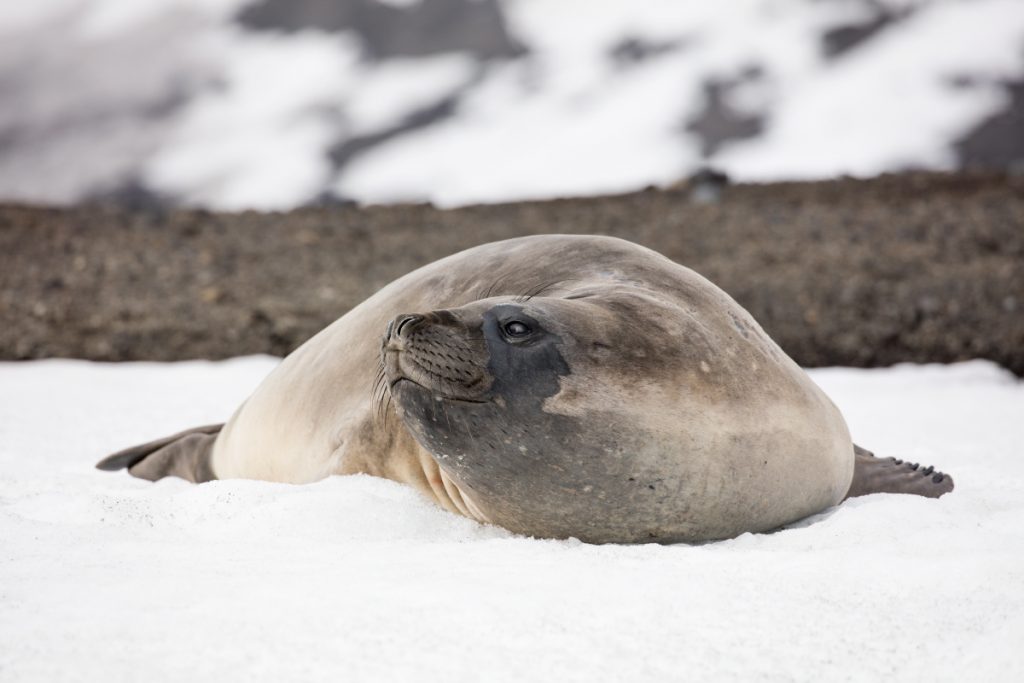 Antarctic Peninsula (63)